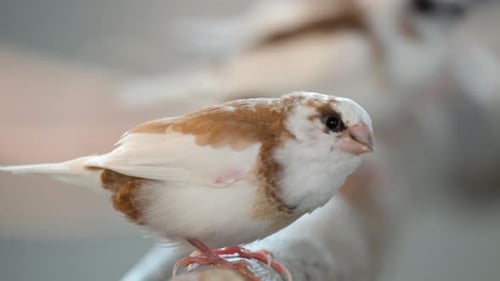 Retrato lateral de un pájaro pinzón de la sociedad posado en madera. Parque de aves de Osan en Osan, Corea del Sur. primer plano