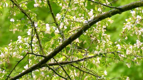 Tennessee Warbler or Philadelphia Vireo vs Warbling Vireo or Red Eyed Vireo. Birds During Springtime