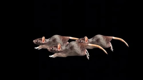 Group Of Rat Run