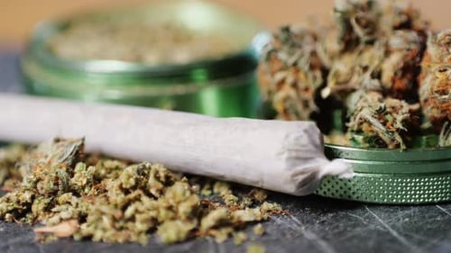 Medical Marijuana Bud Flowers of Cannabis with Big Joint and Grinder and Shredded Cannabis THC CBD