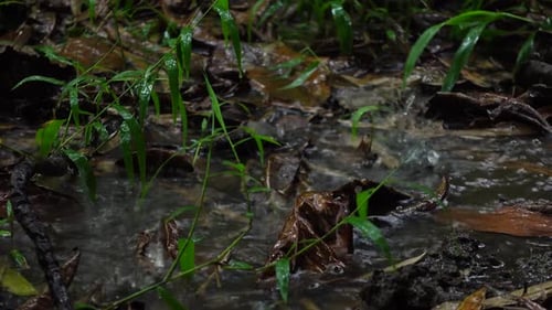 Rainfall Over Forest Floor with Wet Leaves and Green Plants