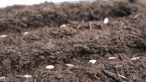 Macro footage of pale cucumber seeds rotating against dark soil background.