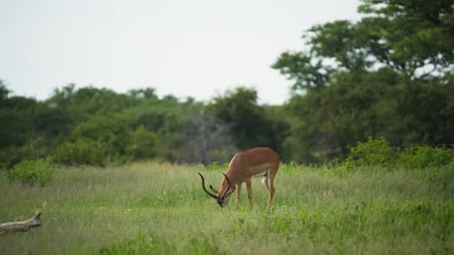 Majestätischer männlicher Impala mit beeindruckenden Hörnern, der in der wilden afrikanischen Savanne in Alarmbereitschaft steht und dann ruhig