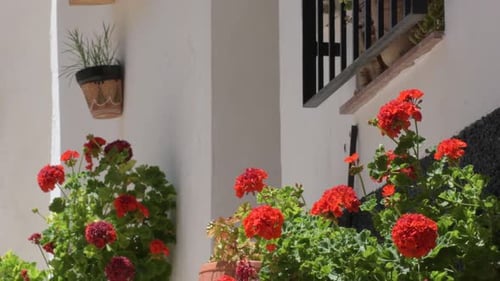 Red Flowers in a Andalusian Street