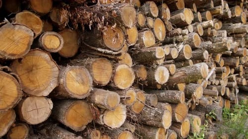 Logs are Neatly Stacked in a Serene Forest Environment Displaying the Intricate Patterns and