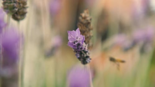 A Honeybee's Delicate Dance: Nectar-Gathering Flight Around a Lavender Blossom in a Fragrant Garden