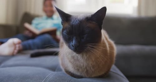 Siamese Cat Close-Up with Person Reading
