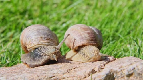 Two Snails Meeting on Rock Surface in Green Grass