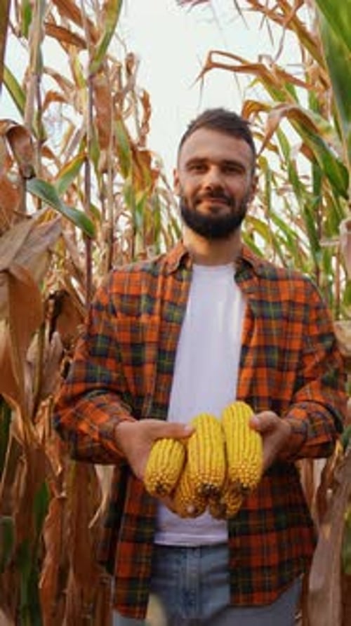 Farmer Holding Corn Harvest in Lush Field