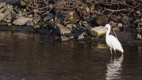 Little Egret (Egretta garzetta) Standing And Waiting For Prey In The Pond. - wide shot