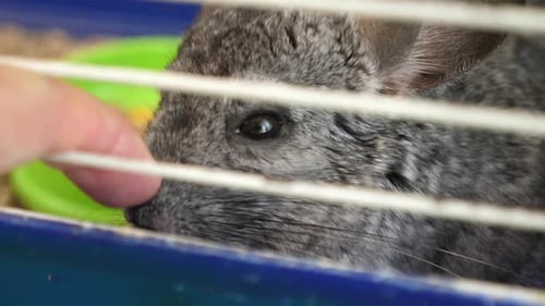 113 1. People care for and play with chinchillas.