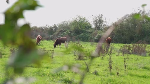 Cow eating grass