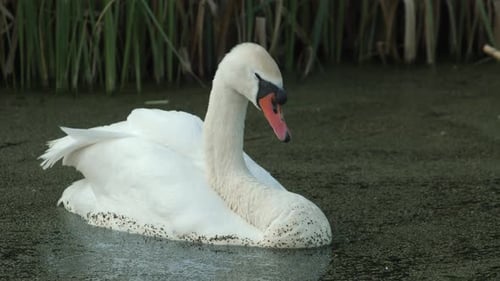 A Sleepy White Swan Floats in the Pond Water is Covered with a Layer of Green Plants