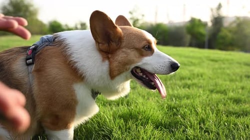 Un perro Corgi marrón y blanco se para en un exuberante campo verde en un parque durante la puesta de sol