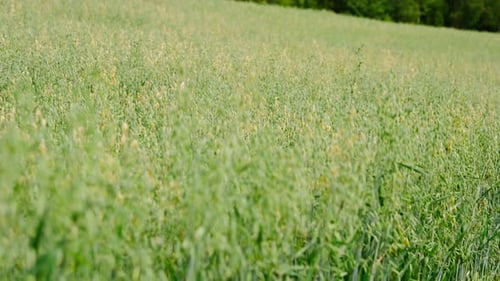 Lush green oat field swaying gently. Tilt down camera movement.