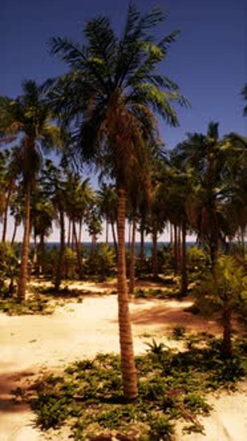 Palm Trees Sandy Beach Ocean View