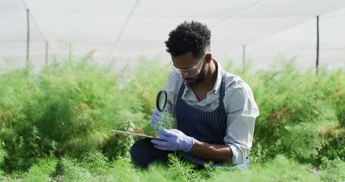 Farmer Examining Plants in Field with Magnifying Glass