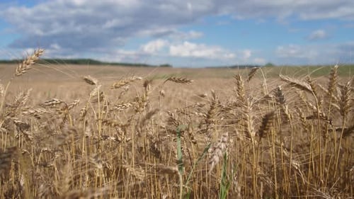 Golden Wheat Swaying Gently Under a Bright Sky in a Peaceful Rural Landscape During a Sunny