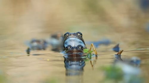Pair Of Frogs Mating In Pond. Low Angle, Close Up