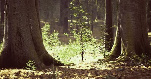 Im Herbst fällt Sonnenlicht durch Bäume in einer friedlichen Waldumgebung