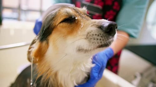 Corgi Dog Getting Groomed and Brushed During Bath
