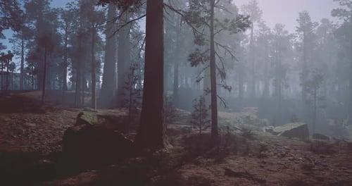 Sunlight Filters Through Misty Forest Trees During Dawn in a Peaceful Landscape