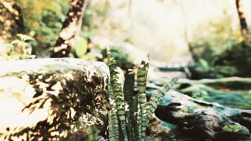 La forêt tropicale brumeuse et le soleil brille à travers les branches des arbres