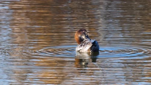Common Pochard