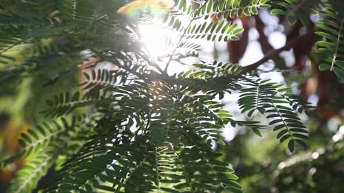 Sonne scheint durch einen grünen Ast, Nahaufnahme, Zeitlupe