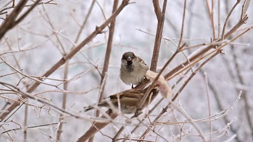 Two sparrow birds are perched on a branch in the snow