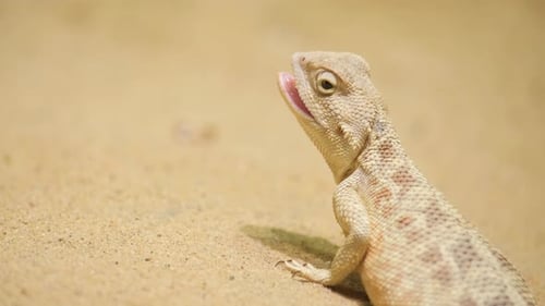 Spiny Tailed Lizard Resting on Sand in Desert