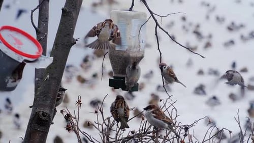 Footage of birds flying into bird house and feeding with seeds in the winter.