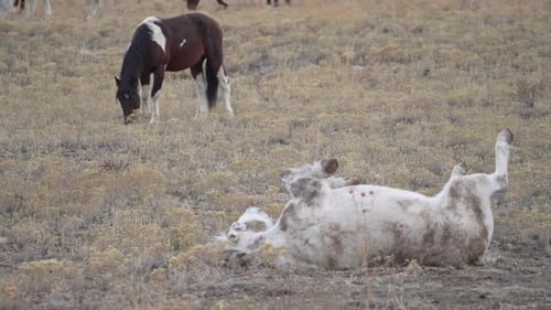 White wild horse rolling in the dirt in the Utah desert