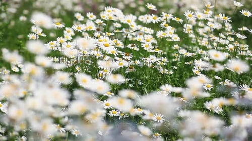 Field of White Daisies Swaying Gently in the Wind on a Summer Day