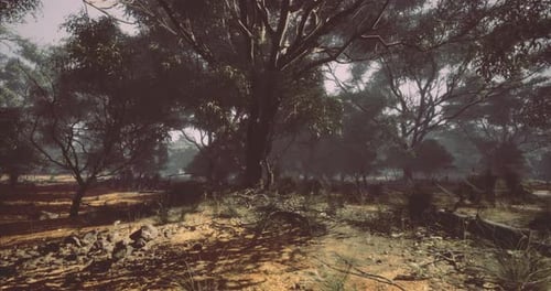 Lush Forest Landscape Showcasing Serene Natural Beauty During Daylight Hours