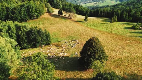 Luftbild einer Schafherde im Feld, Sonnenuntergangslicht