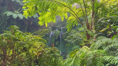 Scenic view of a jungle waterfall surrounded by vibrant ferns and exotic plants in tropical nature.
