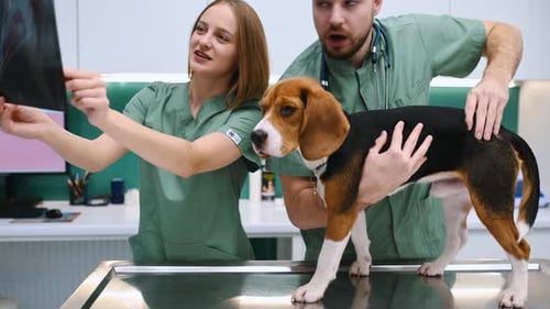 Holding the x-ray. Dog in veterinary clinic with two doctors.