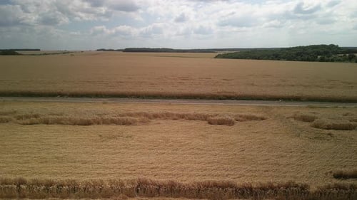Wheat field aerial view in Ukraine