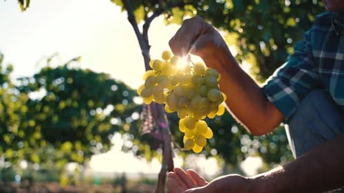 Grapes Wineries