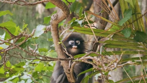 Dunkelblättriger Affe isst grüne Blätter, während er im tropischen Wald in Krabi, Thailand, auf einem Ast sitzt