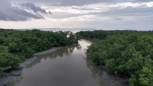 Aerial drone over green natural mangrove estuary river inlet