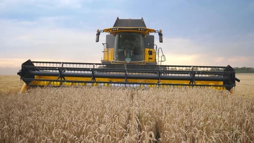 Front View of Grain Harvester Gathering Crop of Wheat at Evening Time Combine Riding Through Field