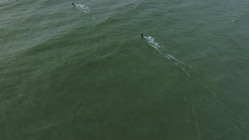 Establishing aerial view of a group of people engaged in kitesurfing, overcast winter day, high wave