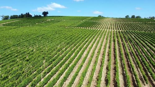 rows of vines in the typical vineyards of central Italy on a sunny day