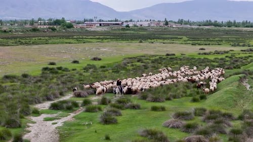 A flock of sheep and a shepherd on a green field