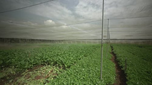 Vegetable Farm- Pan Shot