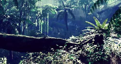 Sunny Forest with Greenery and Light Filtering Through the Canopy