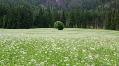 Ruhige Berglandschaft mit üppiger grüner Wiese