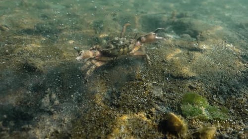 Pov underwater shot of wild Green Crab crawling on ground of North Sea in Netherlands